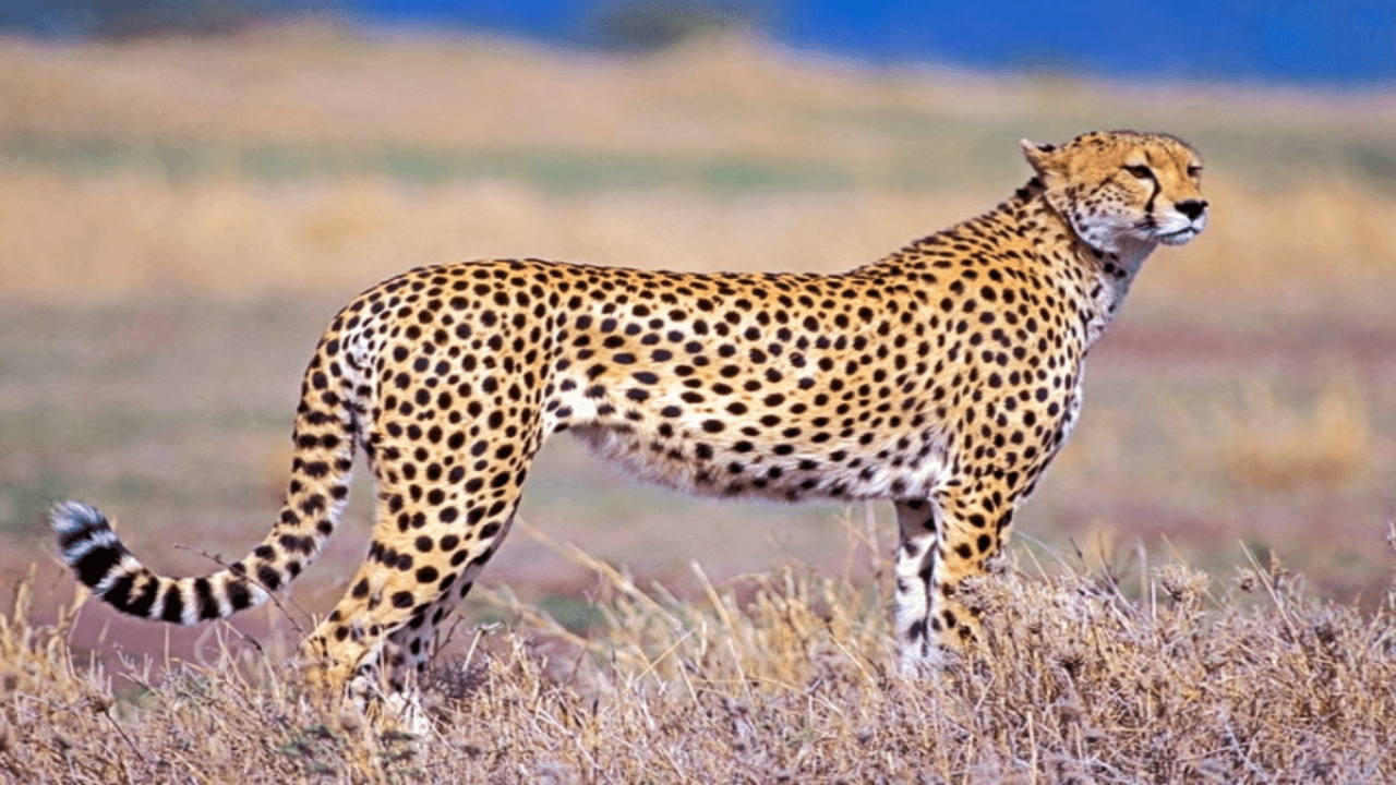 Project Cheetah: An Overview