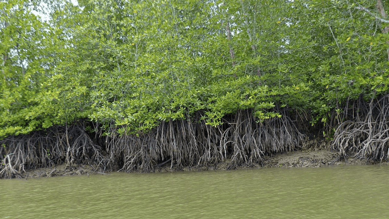 Union-Budget-2023-24-Introduces-MISHTI-Scheme-for-Mangrove-Conservation