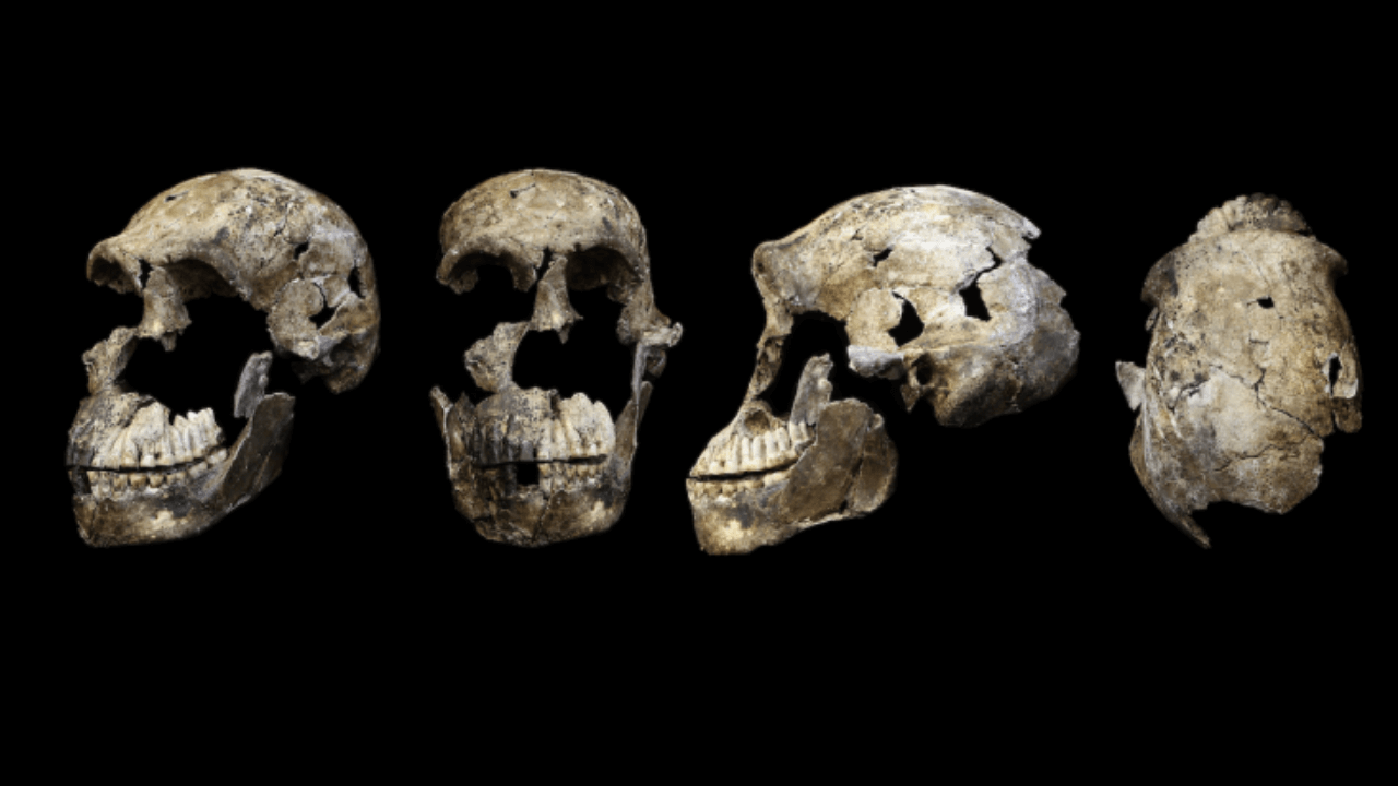 New Research about the Ancient Human Species Homo Naledi