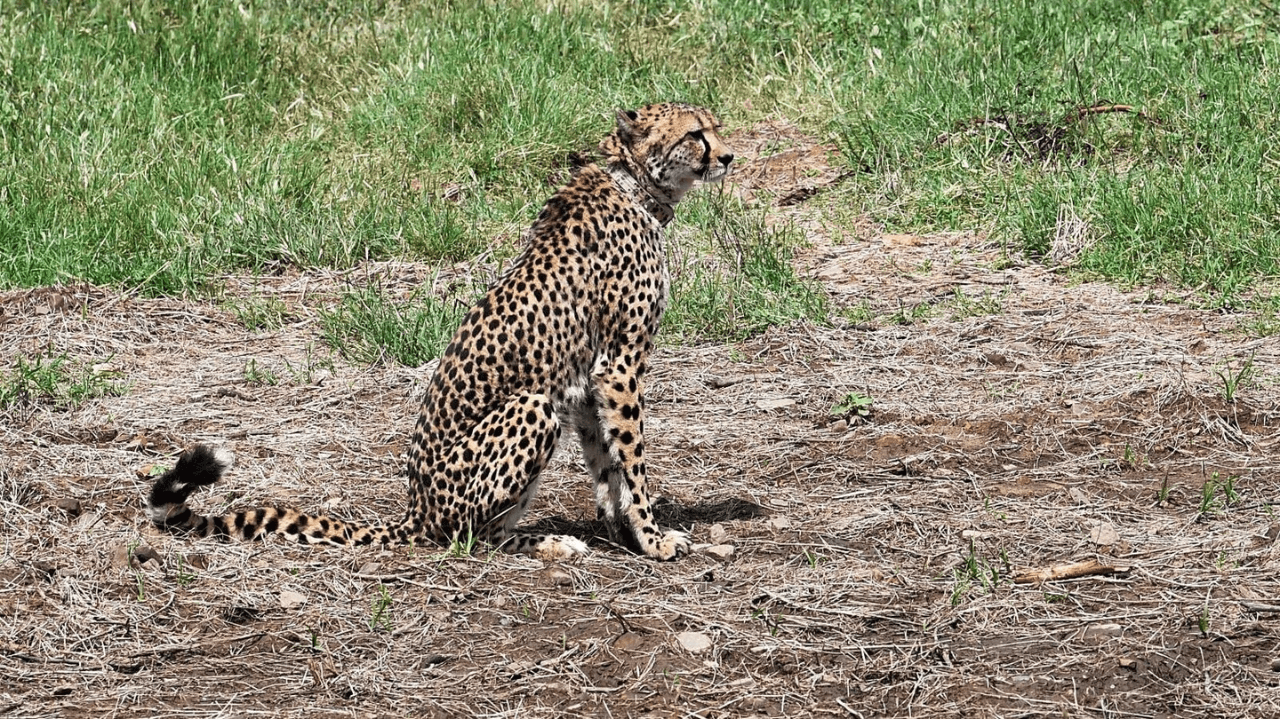 Concerns Arise Over Cheetah Deaths at Kuno National Park
